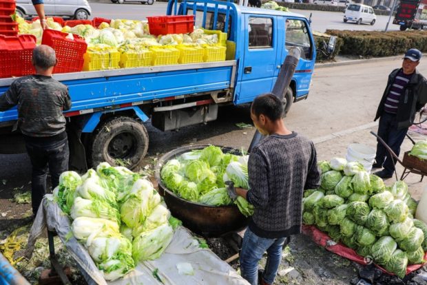 中国東北伝統的な食べ物「酸菜（ｻﾝｻｲ）」秋の白菜大量買開始、自家製酸菜が主流